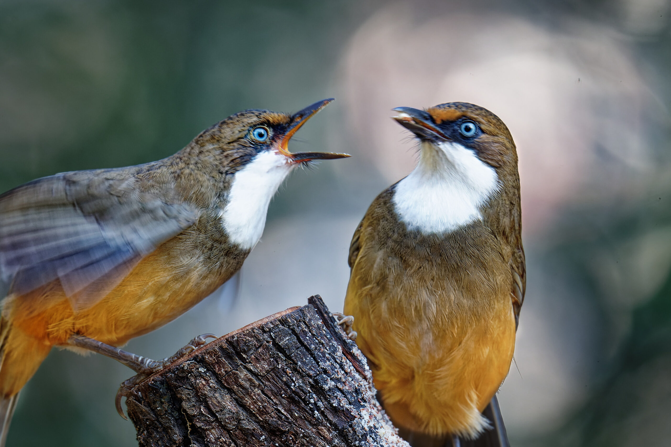 Zwei Vögel mit braunem Gefieder, weißer Kehle und blauen Augen sitzen auf einem Baumstumpf. Der linke hat den Schnabel weit geöffnet, der rechte blickt aufrecht zu ihm hinauf.
